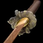 Brown Crod Handle Wooden Katana Swords